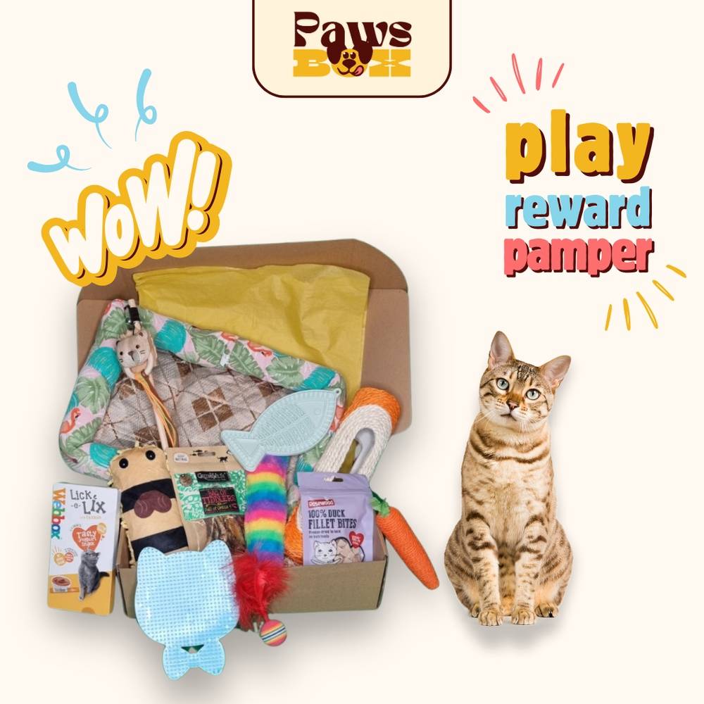 Cat toy gift box best sale