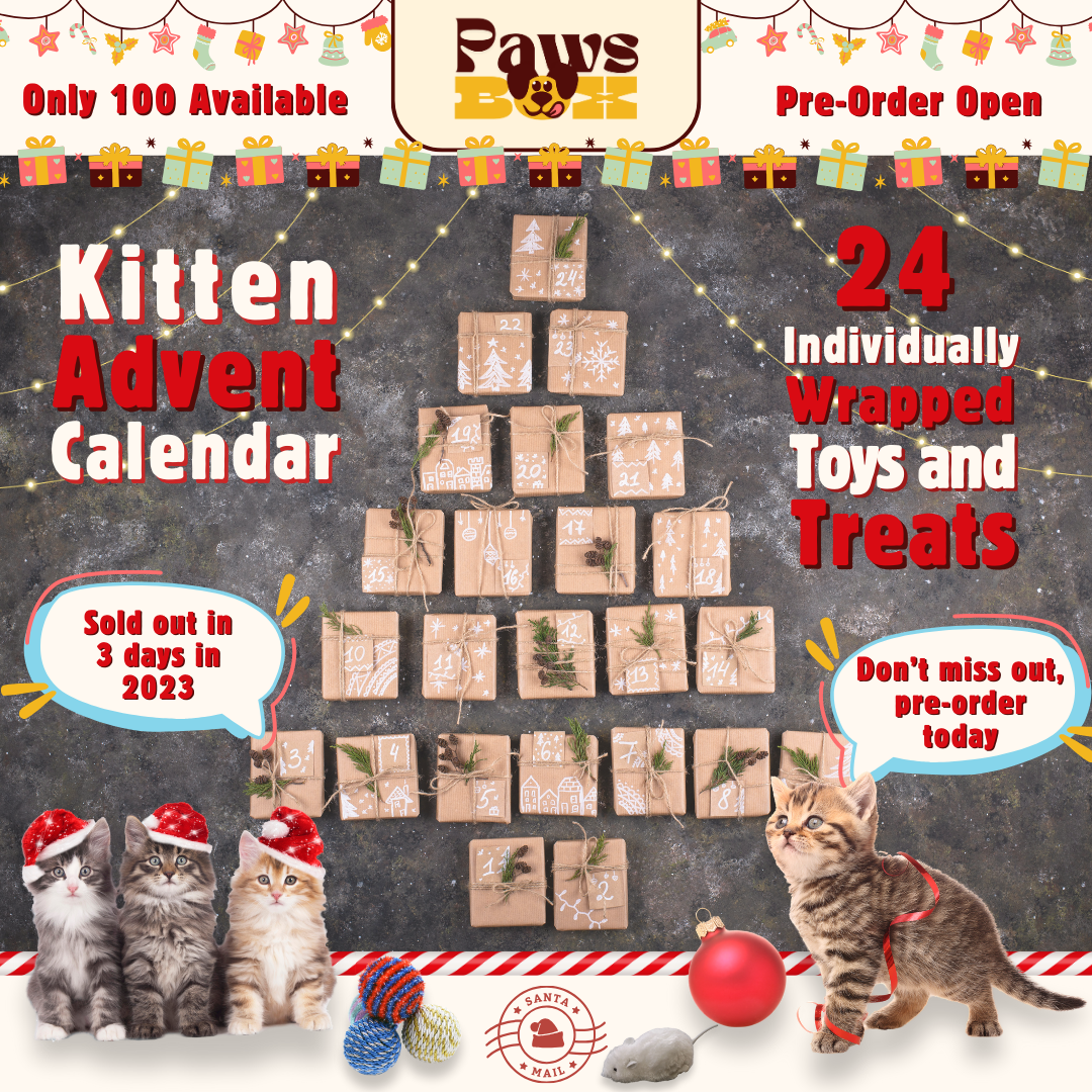 Kitten Advent Calendar